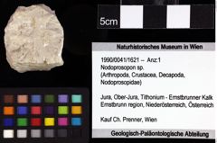 Foto (Objket + Etiketten) von Prosopon sp. 